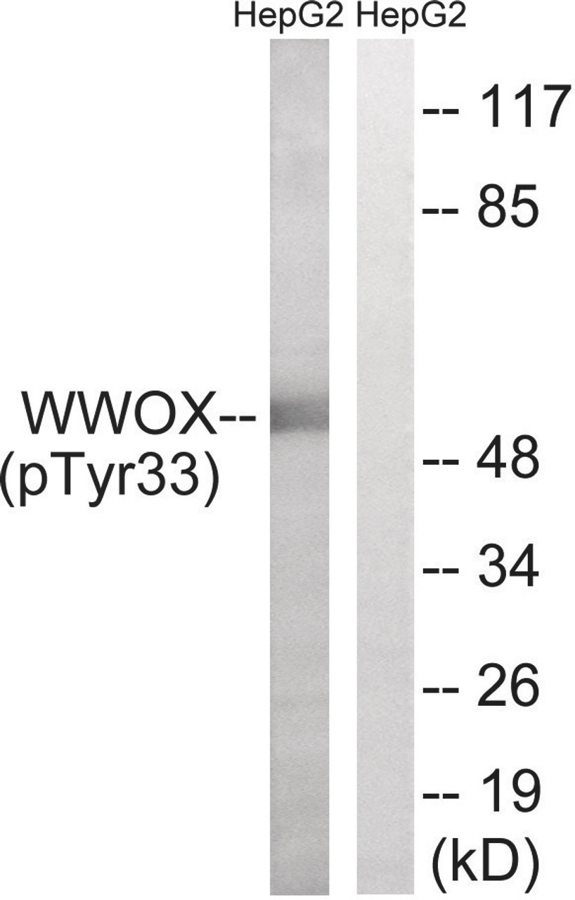 Western blot analysis of extracts from HepG2 cells treated with PMA using WWOX (Phospho-Tyr33) Antibody. The lane on the right is treated with the antigen-specific peptide.