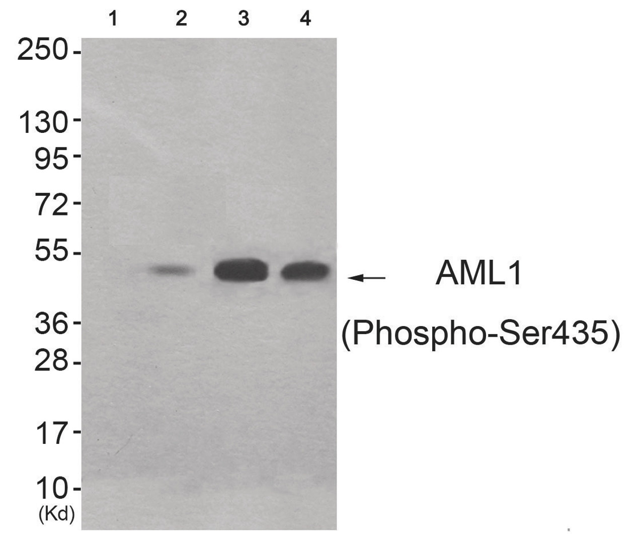 Western blot analysis of extracts from 293 cells (Lane 2) , HeLa cells (Lane 3) and HepG2 cells (Lane 4) , using AML1 (Phospho-Ser435) Antibody. The lane on the left is treated with antigen-specific peptide.