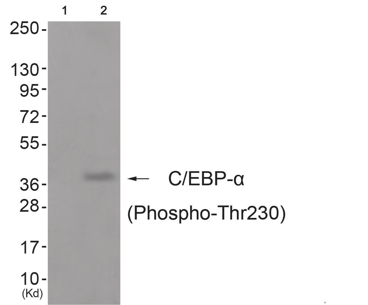 Western blot analysis of extracts from cos-7 cells (Lane 2) , using C/EBP-alpha (Phospho-Thr230) Antibody. The lane on the left is treated with antigen-specific peptide.