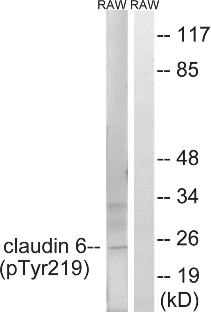 Western blot analysis of extracts from RAW264.7 cells treated with UV using Claudin 6 (Phospho-Tyr219) Antibody. The lane on the right is treated with the antigen-specific peptide.