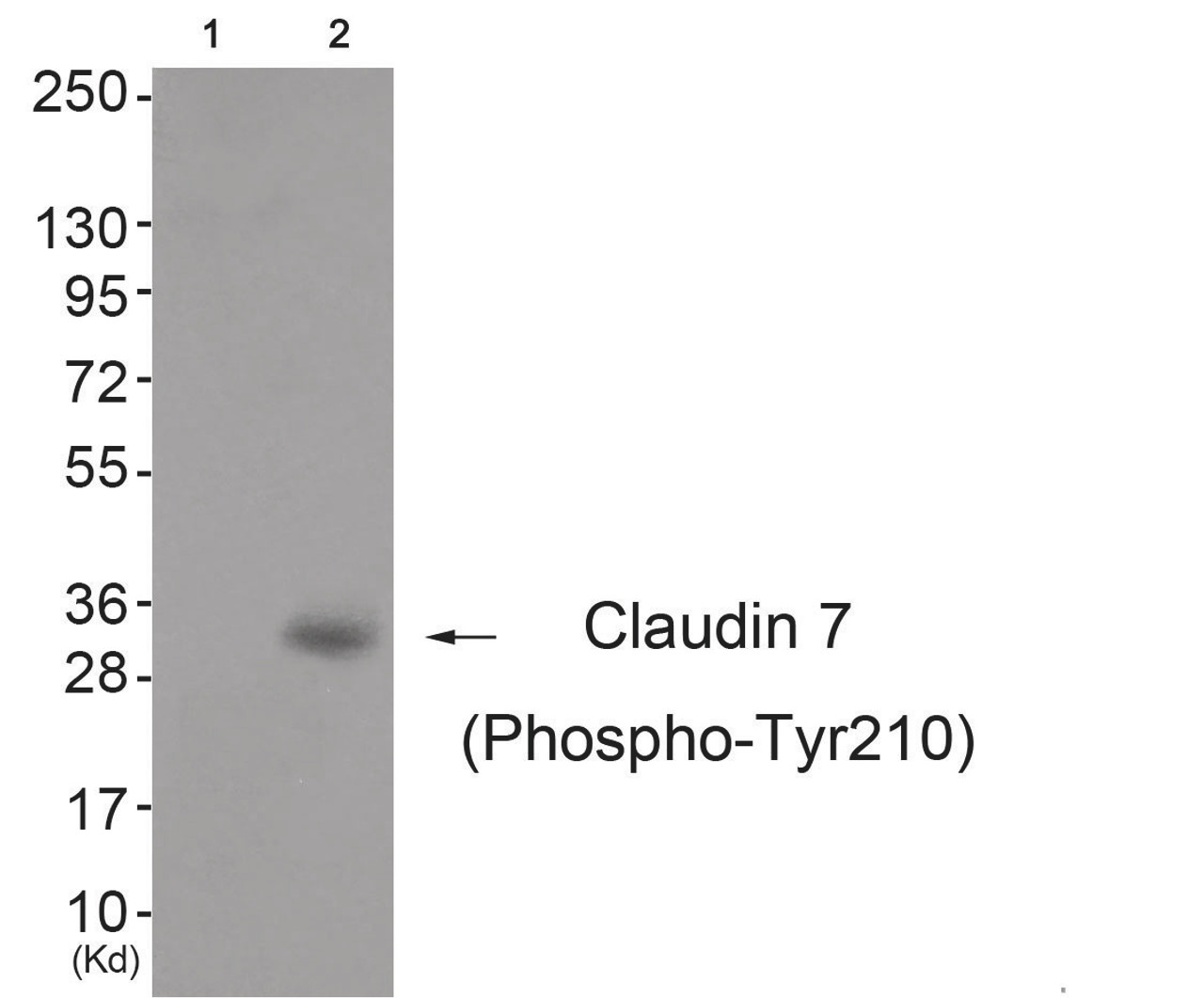 Western blot analysis of extracts from 3T3 cells (Lane 2) , using Claudin 7 (Phospho-Tyr210) Antibody. The lane on the left is treated with antigen-specific peptide.