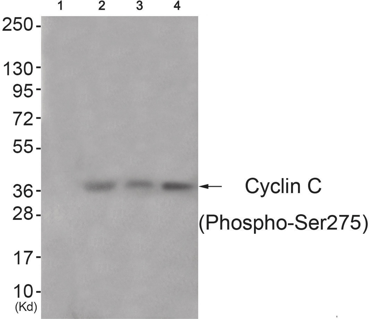Western blot analysis of extracts from 3T3 cells (Lane 2) , A549 cells (Lane 3) and Hela cells (Lane 4) , using Cyclin C (Phospho-Ser275) Antibody. The lane on the left is treated with antigen-specific peptide.