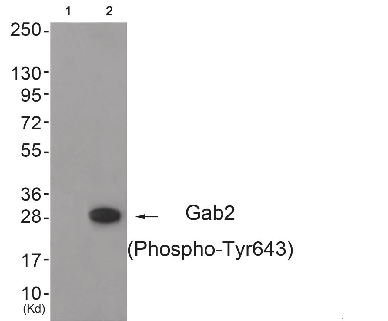 Western blot analysis of extracts from 3T3 cells (Lane 2) , using Gab2 (Phospho-Tyr643) Antibody. The lane on the left is treated with antigen-specific peptide.