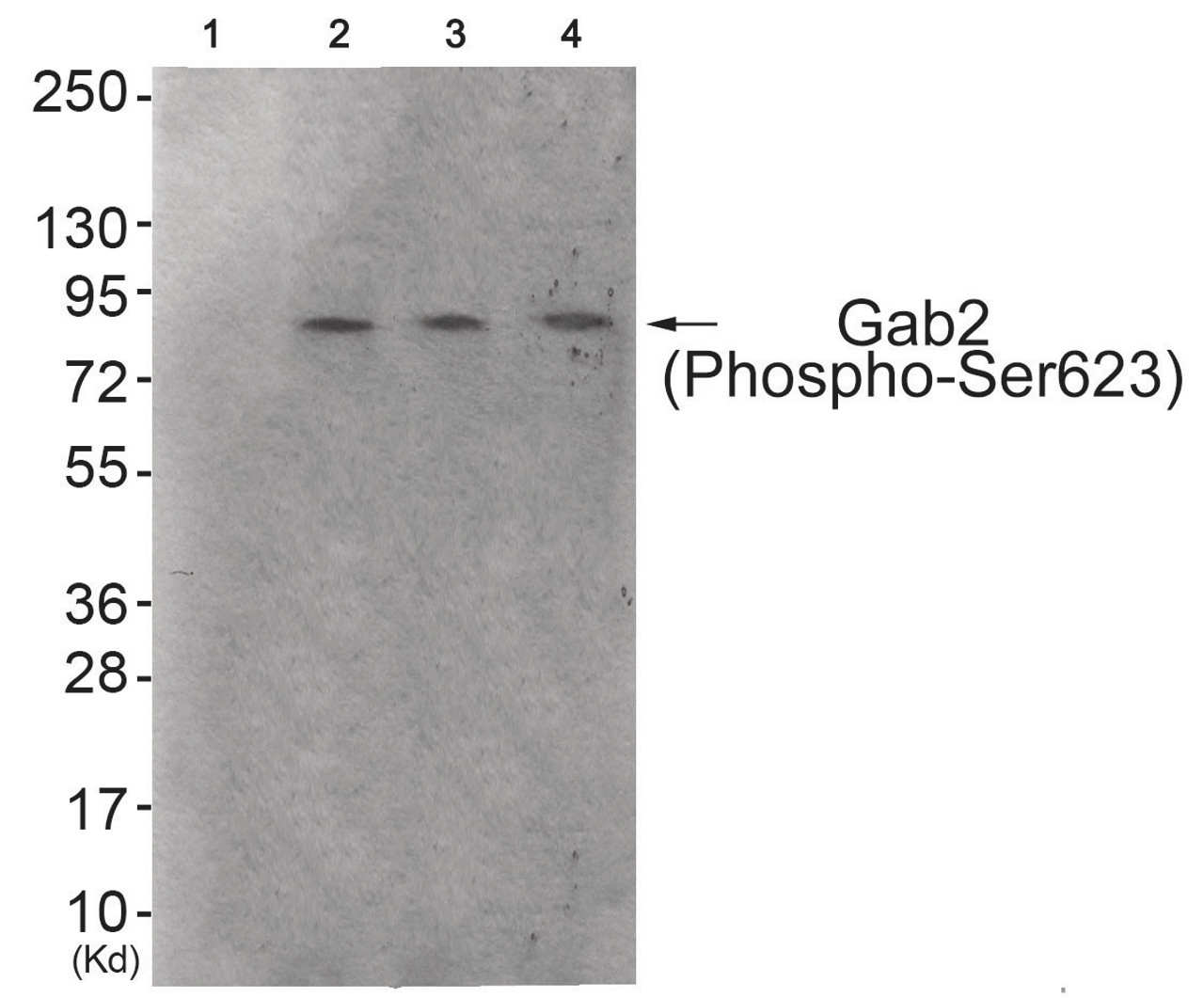 Western blot analysis of extracts from 293 cells (Lane 2) , HeLa cells (Lane 3) and HepG2 cells (Lane 4) , using Gab2 (Phospho-Ser623) Antibody. The lane on the left is treated with antigen-specific peptide.