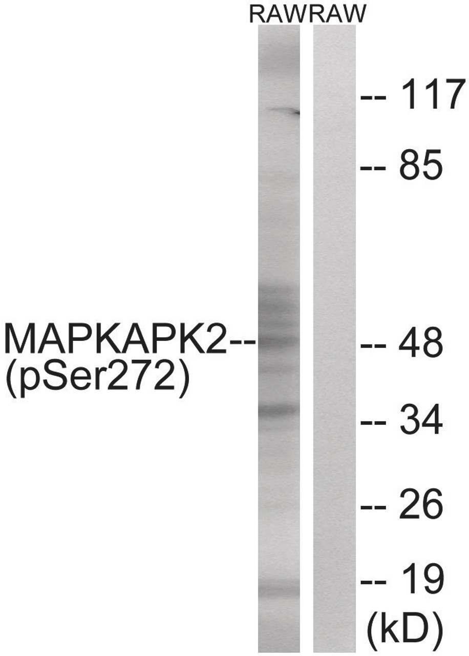 Western blot analysis of extracts from RAW264.7 cells treated with UV using MAPKAPK2 (Phospho-Ser272) Antibody. The lane on the right is treated with the antigen-specific peptide.