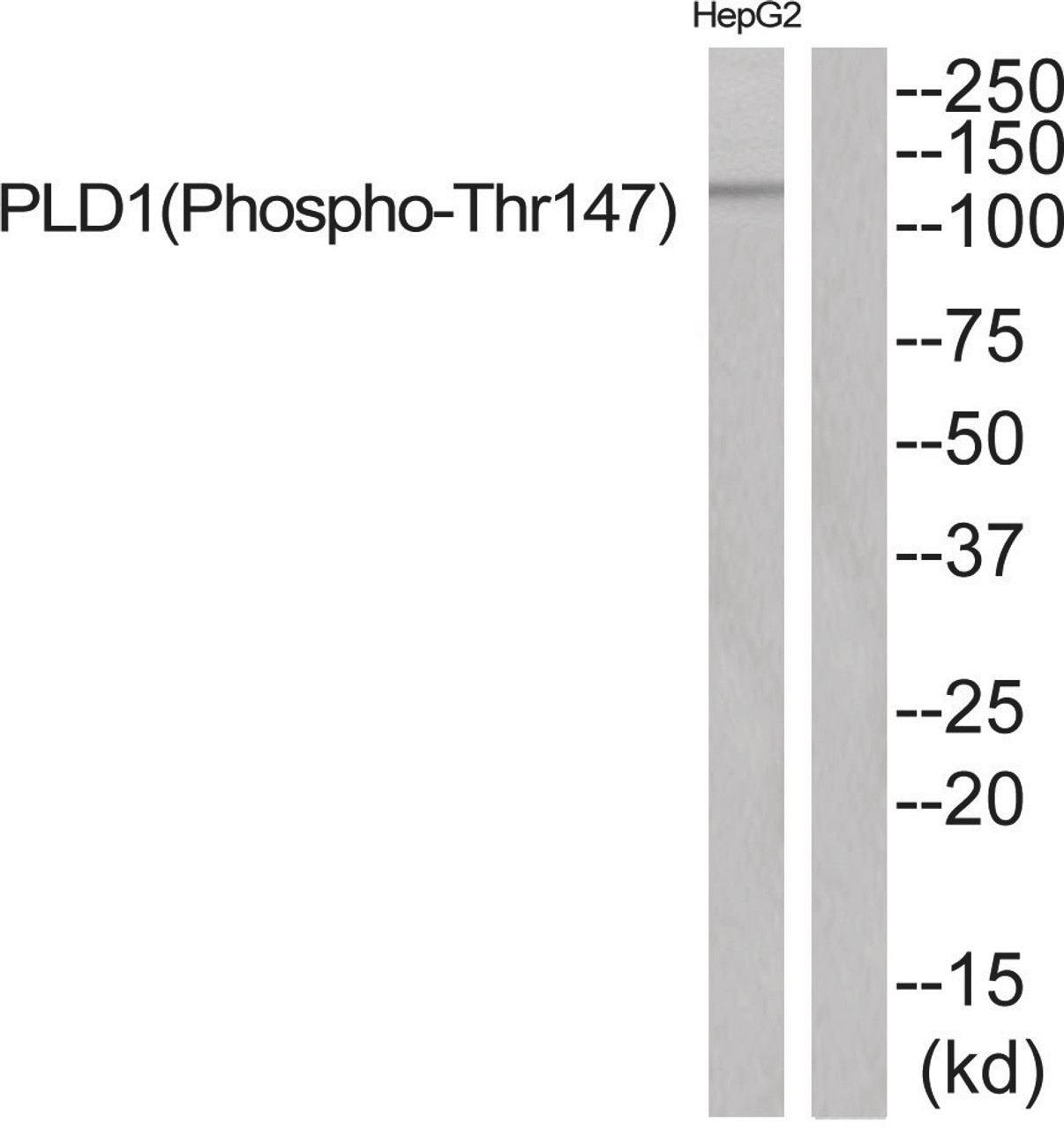 Western blot analysis of extracts from HepG2 cells using PLD1 (Phospho-Thr147) Antibody. The lane on the right is treated with the antigen-specific peptide.