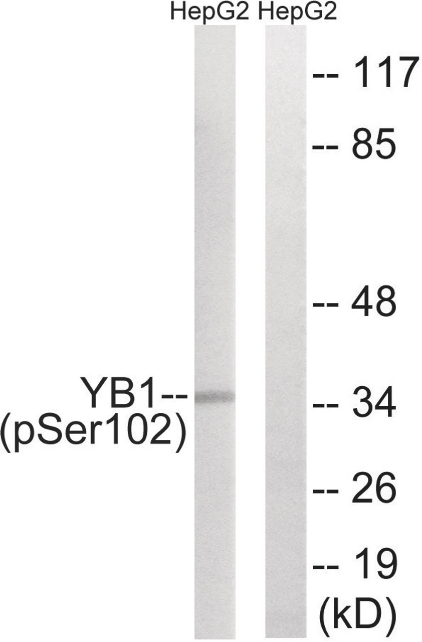 Western blot analysis of extracts from HepG2 cells treated with PMA using YB1 (Phospho-Ser102) Antibody. The lane on the right is treated with the antigen-specific peptide.