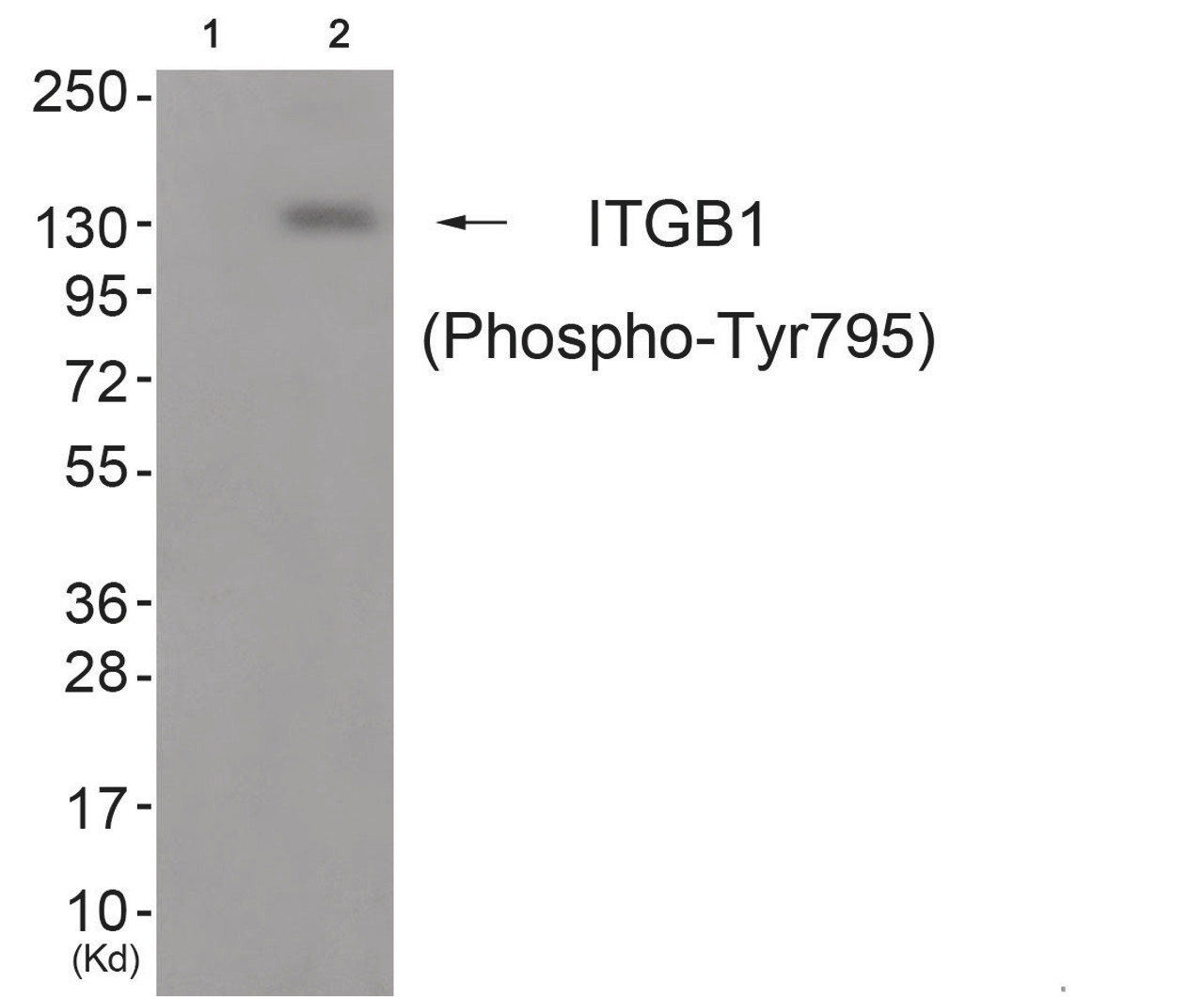 Western blot analysis of extracts from cos-7 cells (Lane 2) , using ITGB1 (Phospho-Tyr795) Antibody. The lane on the left is treated with antigen-specific peptide.