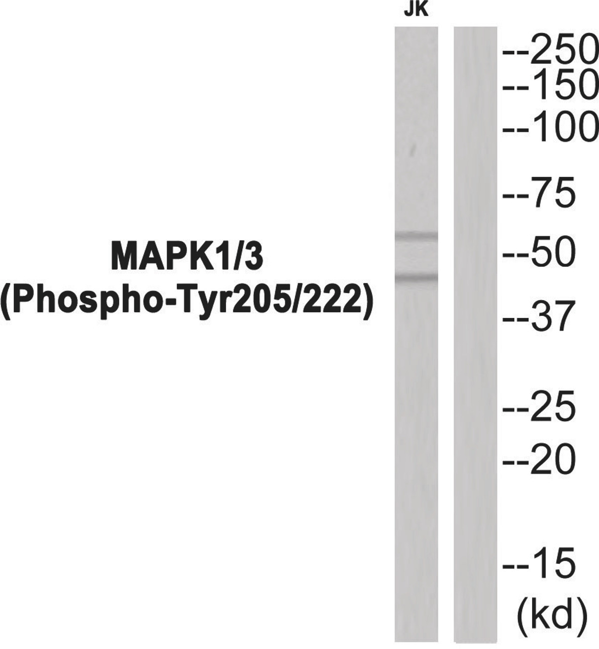 Western blot analysis of extracts from JK cells using MAPK1/3 (Phospho-Tyr205/222) Antibody. The lane on the right is treated with the antigen-specific peptide.