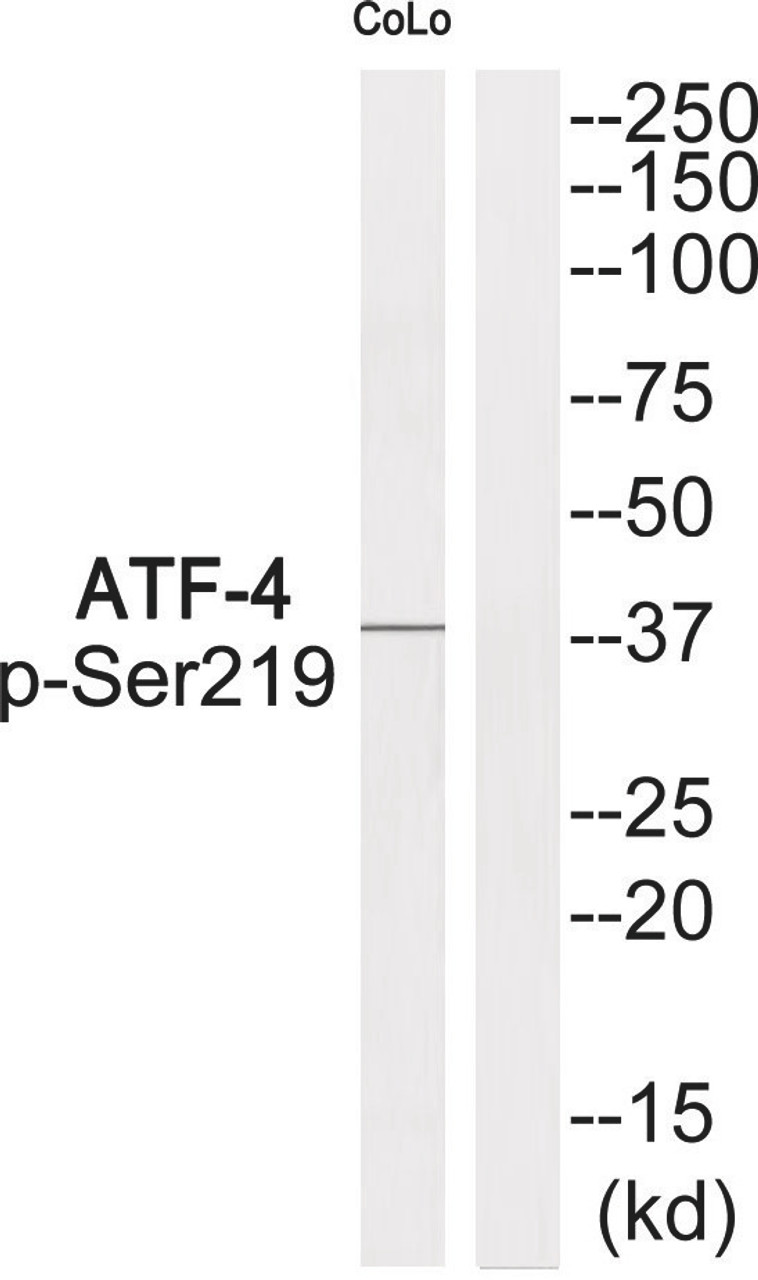 Western blot analysis of extracts from COLO cells using ATF-4 (Phospho-Ser219) Antibody. The lane on the right is treated with the antigen-specific peptide.