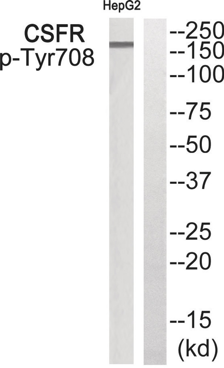 Western blot analysis of extracts from HepG2 cells using CSFR (Phospho-Tyr708) Antibody. The lane on the right is treated with the antigen-specific peptide.