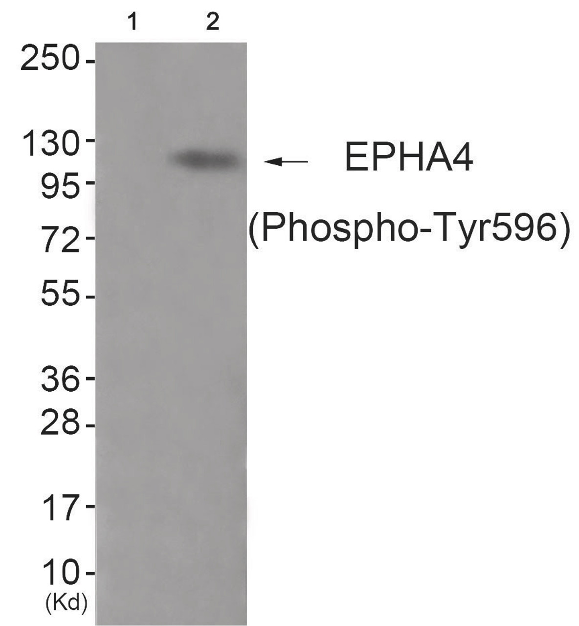 Western blot analysis of extracts from JK cells (Lane 2) , using EPHA4 (Phospho-Tyr596) Antibody. The lane on the left is treated with antigen-specific peptide.