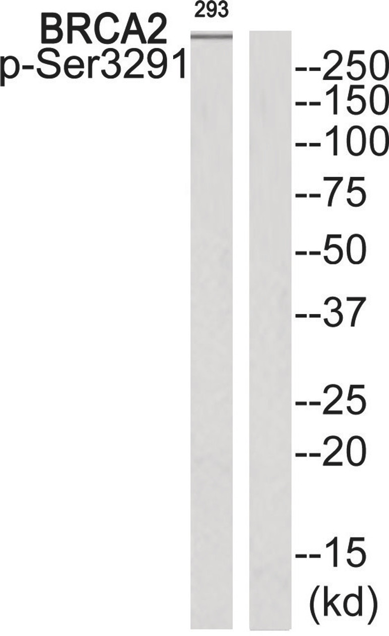 Western blot analysis of extracts from 293 cells using BRCA2 (Phospho-Ser3291) Antibody. The lane on the right is treated with the antigen-specific peptide.