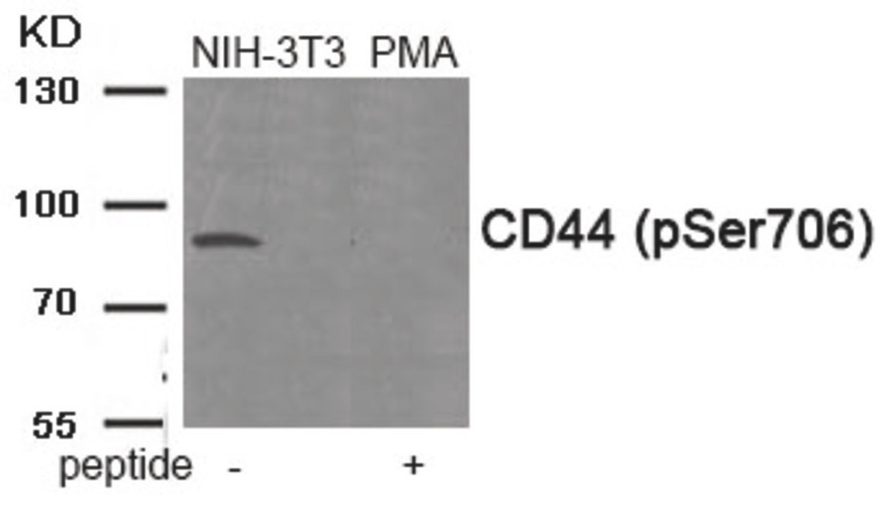 Western blot analysis of extracts from NIH-3T3 cells treated with PMA using Phospho-CD44 (Ser706) Antibody. The lane on the right is treated with the antigen-specific peptide.