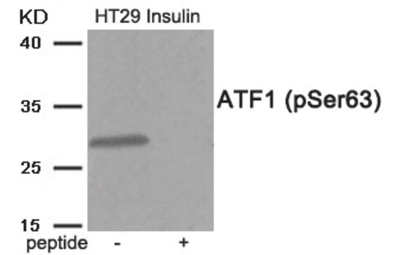 Western blot analysis of extracts from HT29 cells treated with Insulin using Phospho-ATF1 (Ser63) Antibody. The lane on the right is treated with the antigen-specific peptide.