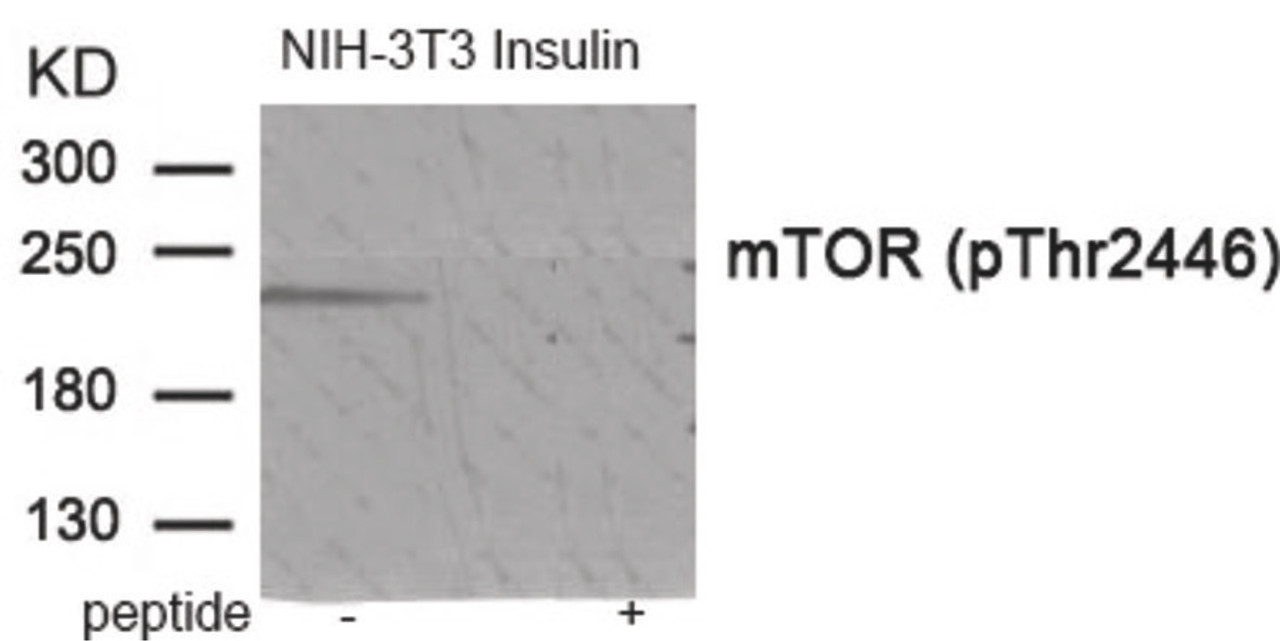 Western blot analysis of extracts from NIH-3T3 cells treated with Insulin using Phospho-mTOR (Thr2446) Antibody. The lane on the right is treated with the antigen-specific peptide.