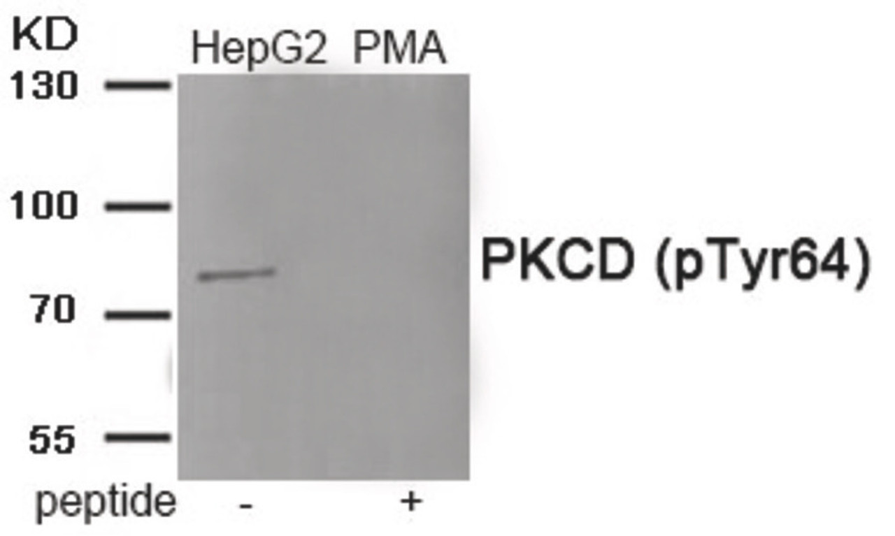 Western blot analysis of extracts from HepG2 cells treated with PMA using Phospho-PKCD (Tyr64) Antibody. The lane on the right is treated with the antigen-specific peptide.
