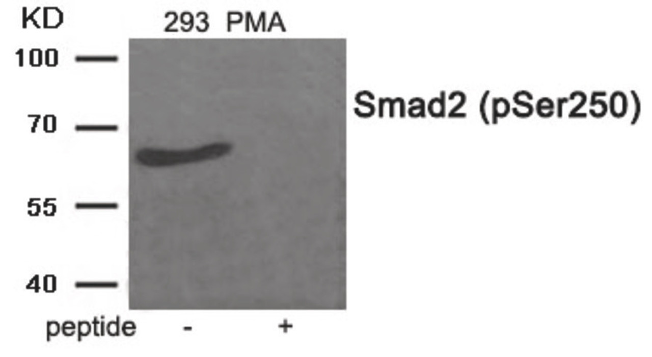 Western blot analysis of extracts from 293 cells treated with PMA using Phospho-Smad2 (Ser250) Antibody. The lane on the right is treated with the antigen-specific peptide.