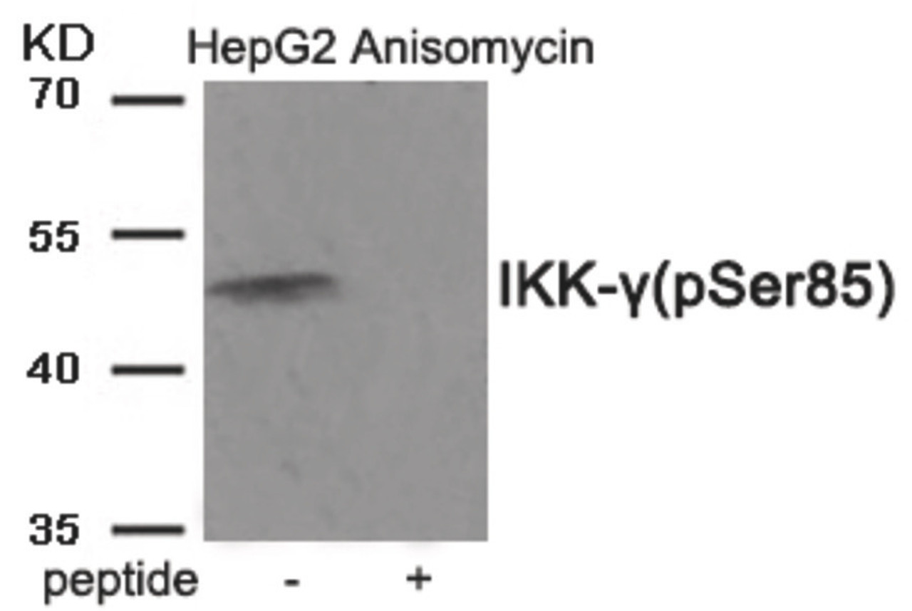 Western blot analysis of extracts from HepG2 cells treated with Anisomycin using Phospho-IKK-gamma (Ser85) Antibody. The lane on the right is treated with the antigen-specific peptide.