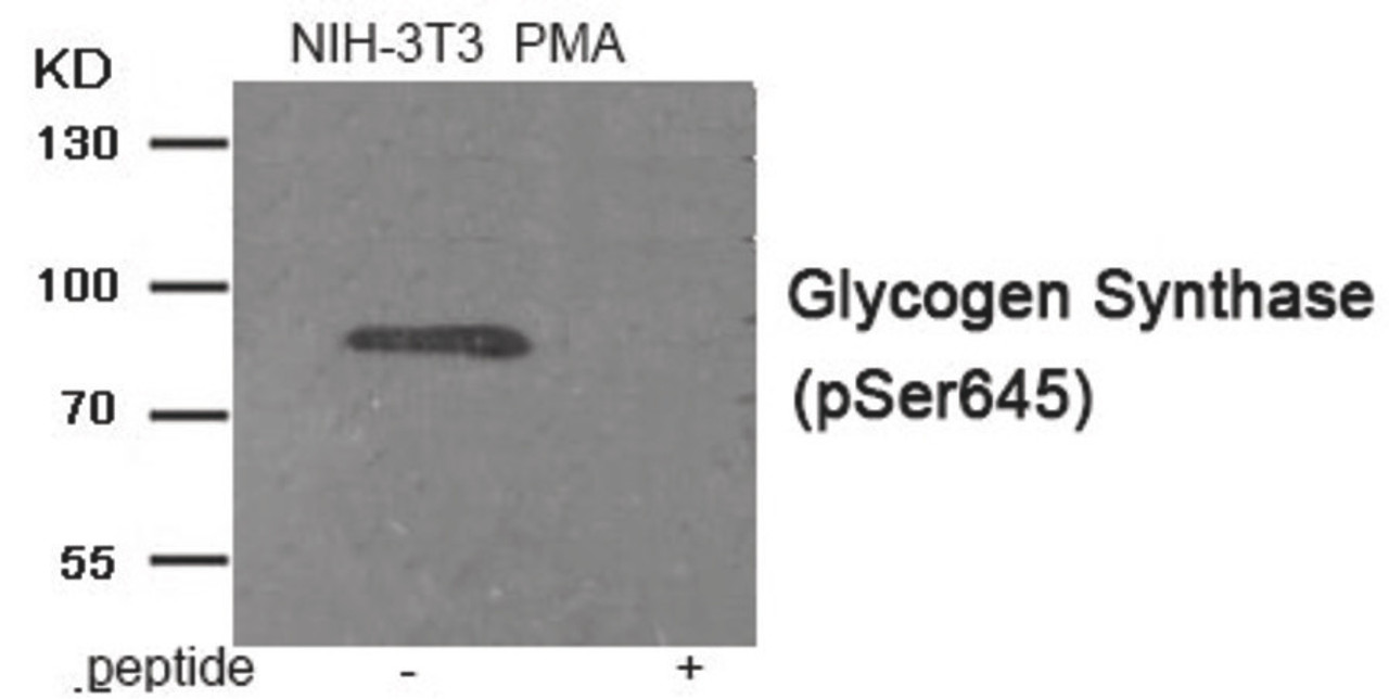 Western blot analysis of extracts from NIH-3T3 cells treated with PMA using Phospho-Glycogen Synthase (Ser645) Antibody. The lane on the right is treated with the antigen-specific peptide.