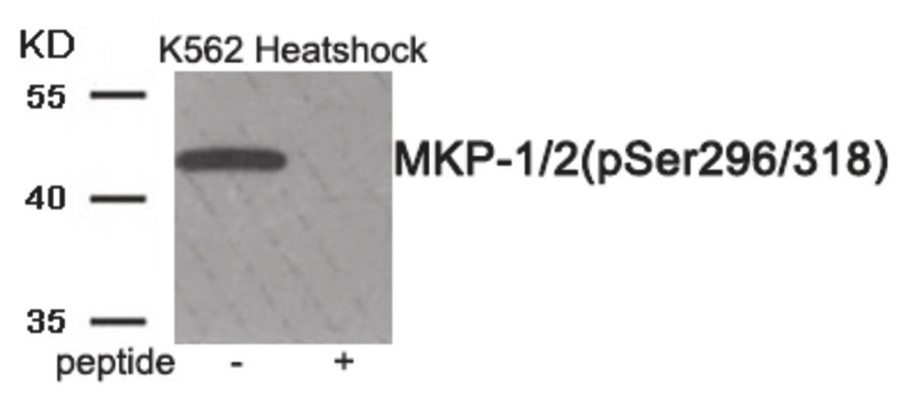 Western blot analysis of extracts from K562 cells treated with Heatshock using Phospho-MKP-1/2 (Ser296/318) Antibody. The lane on the right is treated with the antigen-specific peptide.