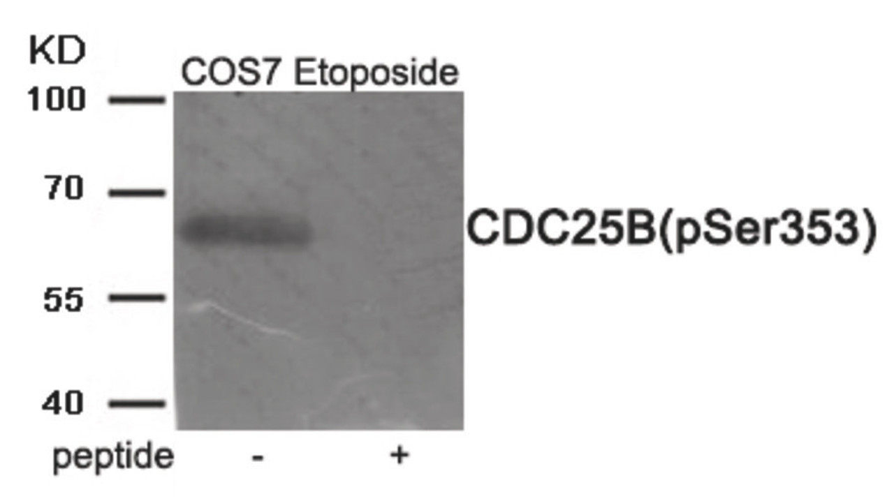 Western blot analysis of extracts from COS7 cells treated with Etoposide using Phospho-CDC25B (Ser353) Antibody. The lane on the right is treated with the antigen-specific peptide.