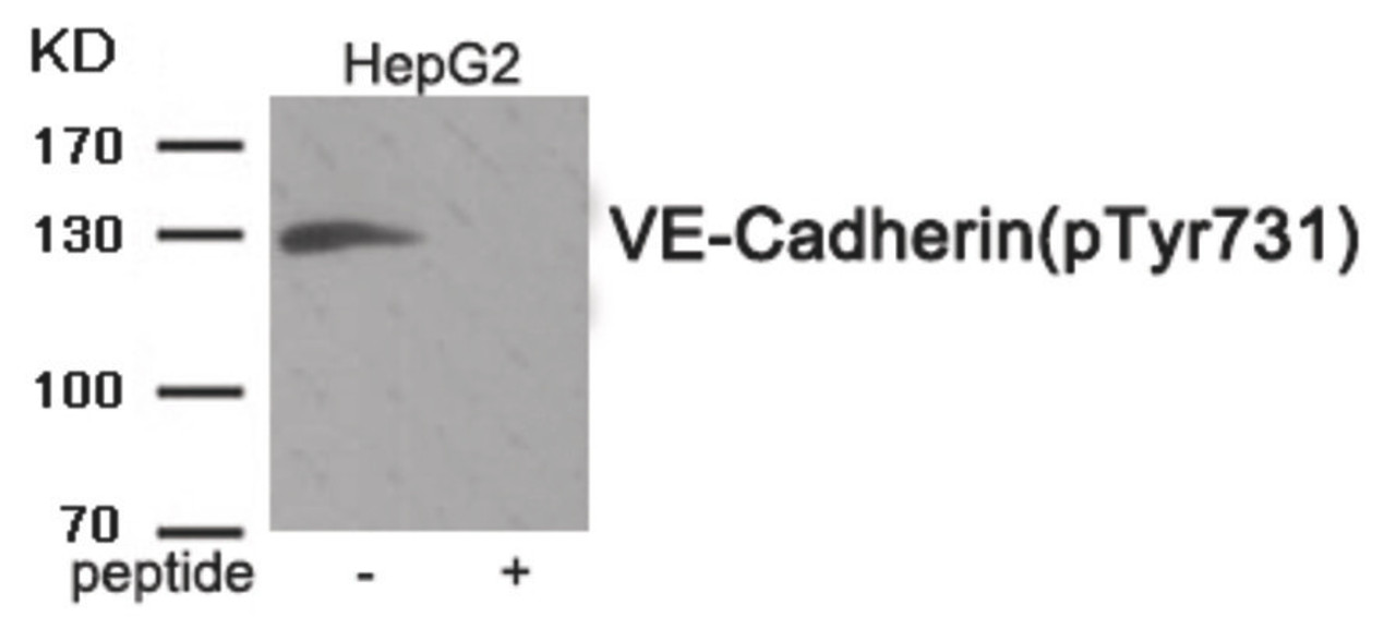 Western blot analysis of extracts from HepG2 cells treated with Na3VO4 using Phospho-VE-Cadherin (Tyr731) Antibody. The lane on the right is treated with the antigen-specific peptide.