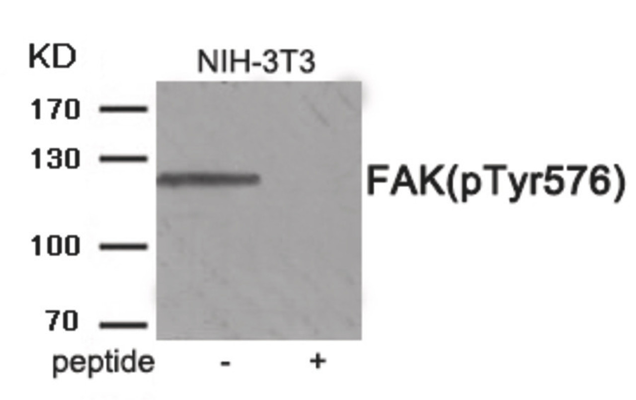 Western blot analysis of extracts from NIH-3T3 tissue using FAK (Phospho-Tyr576) Antibody. The lane on the right is treated with the antigen-specific peptide.