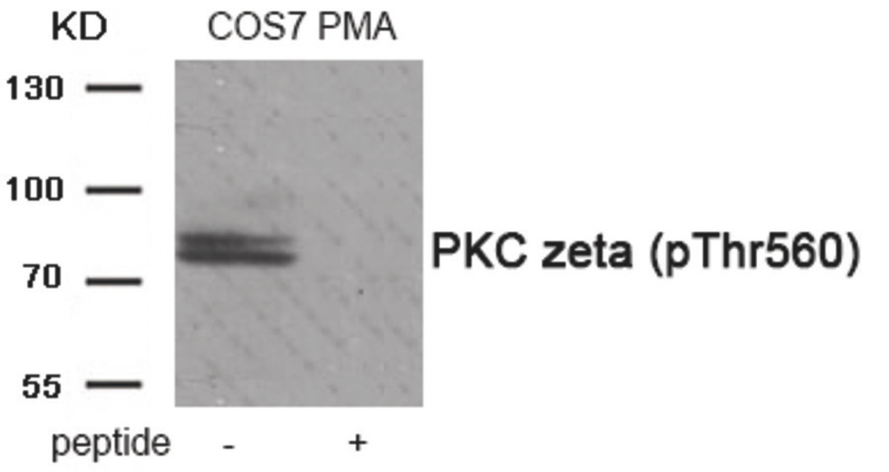 Western blot analysis of extracts from COS7 cells treated with PMA using Phospho-PKC zeta (Thr560) Antibody. The lane on the right is treated with the antigen-specific peptide.