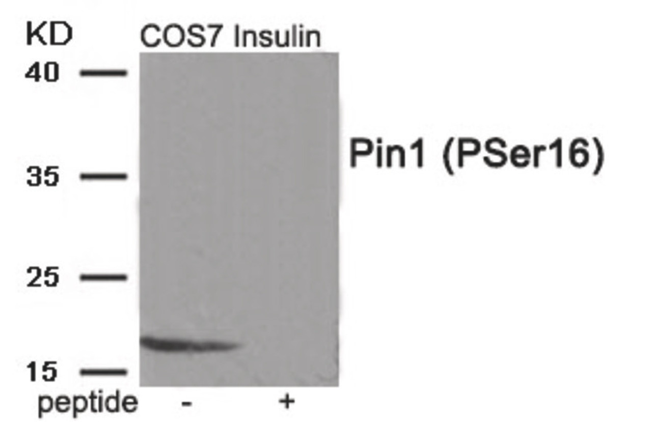 Western blot analysis of extracts from COS7 cells treated with Insulin using Phospho-Pin1 (Ser16) Antibody. The lane on the right is treated with the antigen-specific peptide.