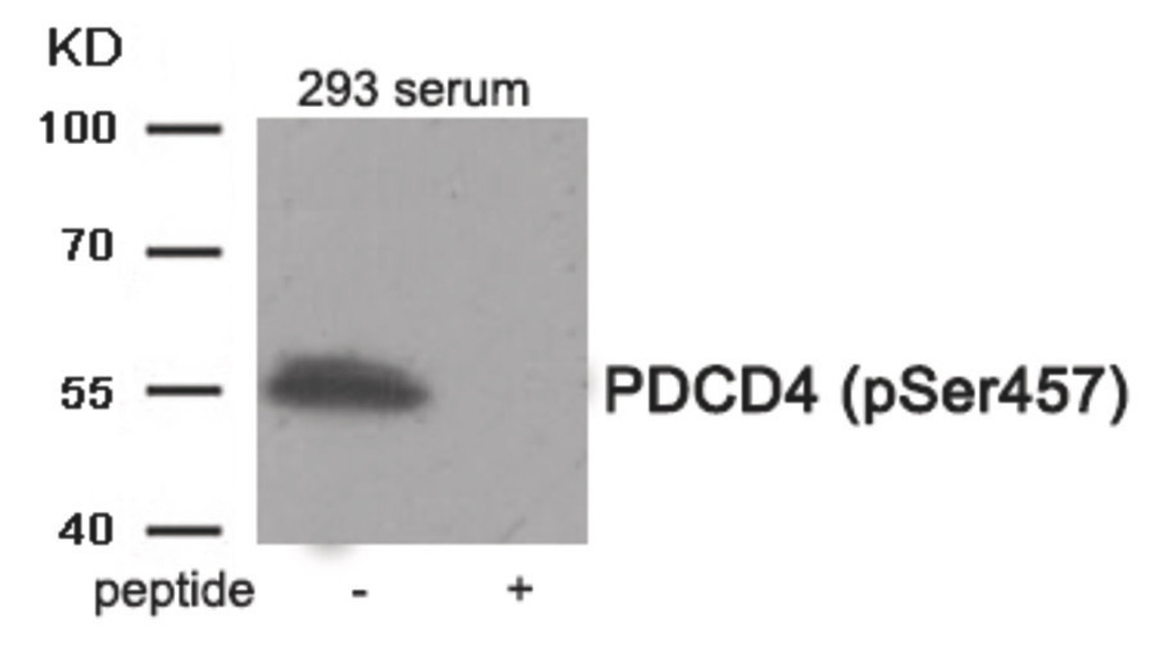 Western blot analysis of extracts from 293 cells treated with Serum using Phospho-PDCD4 (Ser457) Antibody. The lane on the right is treated with the antigen-specific peptide.