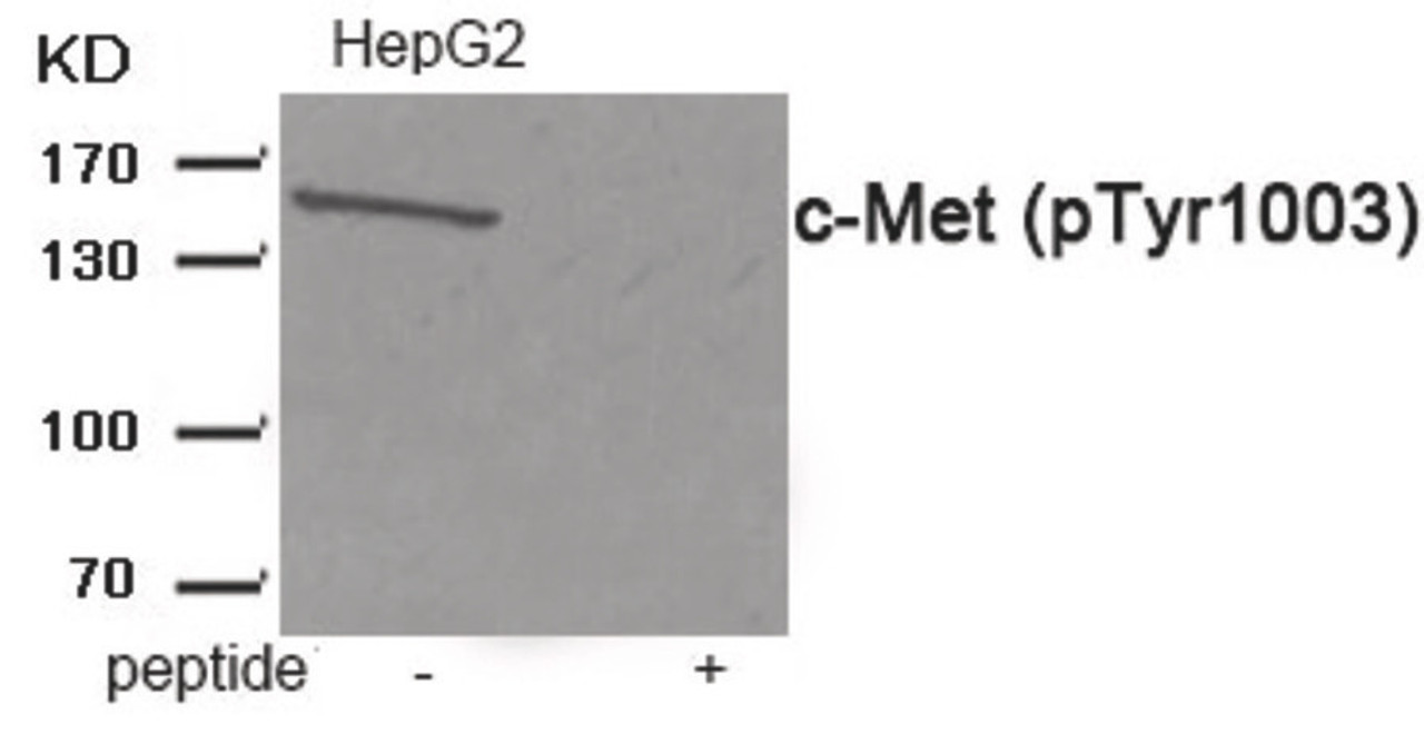 Western blot analysis of extracts from HepG2 tissue using c-Met (Phospho-Tyr1003) Antibody. The lane on the right is treated with the antigen-specific peptide.