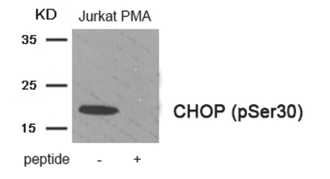 Western blot analysis of extracts from Jurkat cells treated with PMA using Phospho-CHOP (Ser30) Antibody. The lane on the right is treated with the antigen-specific peptide.