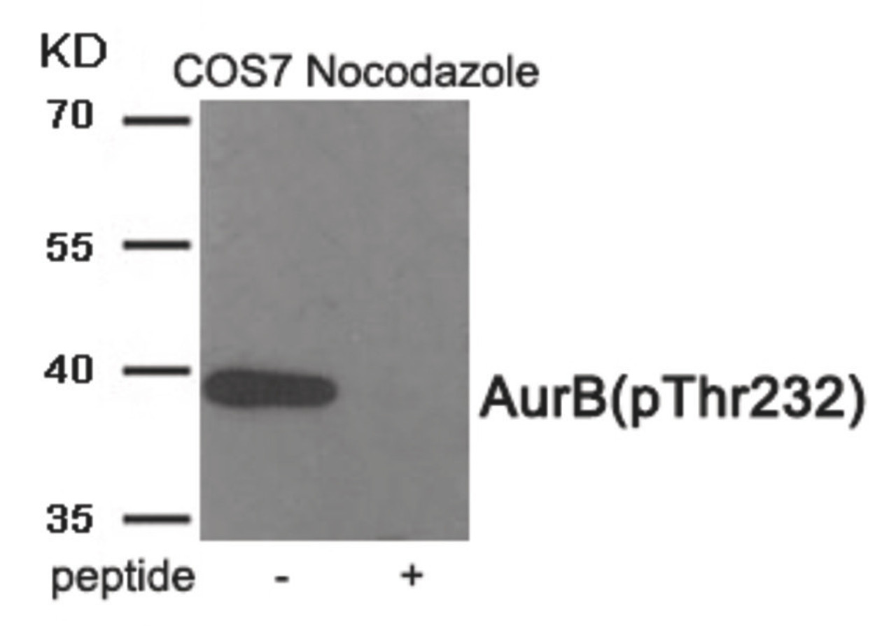 Western blot analysis of extracts from COS7 cells treated with Nocodazole using Phospho-AurB (Thr232) Antibody. The lane on the right is treated with the antigen-specific peptide.