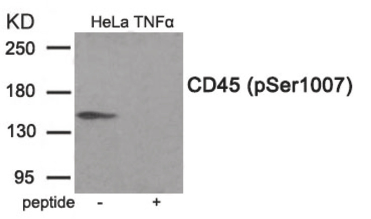 Western blot analysis of extracts from HeLa cells treated with TNF using Phospho-CD45 (Ser1007) Antibody. The lane on the right is treated with the antigen-specific peptide.