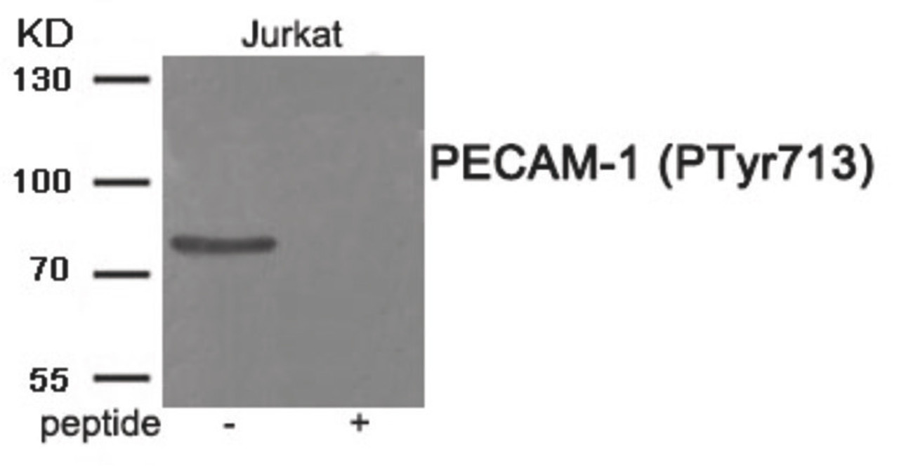 Western blot analysis of extracts from Jurkat tissue using PECAM-1 (Phospho-Tyr713) Antibody. The lane on the right is treated with the antigen-specific peptide.
