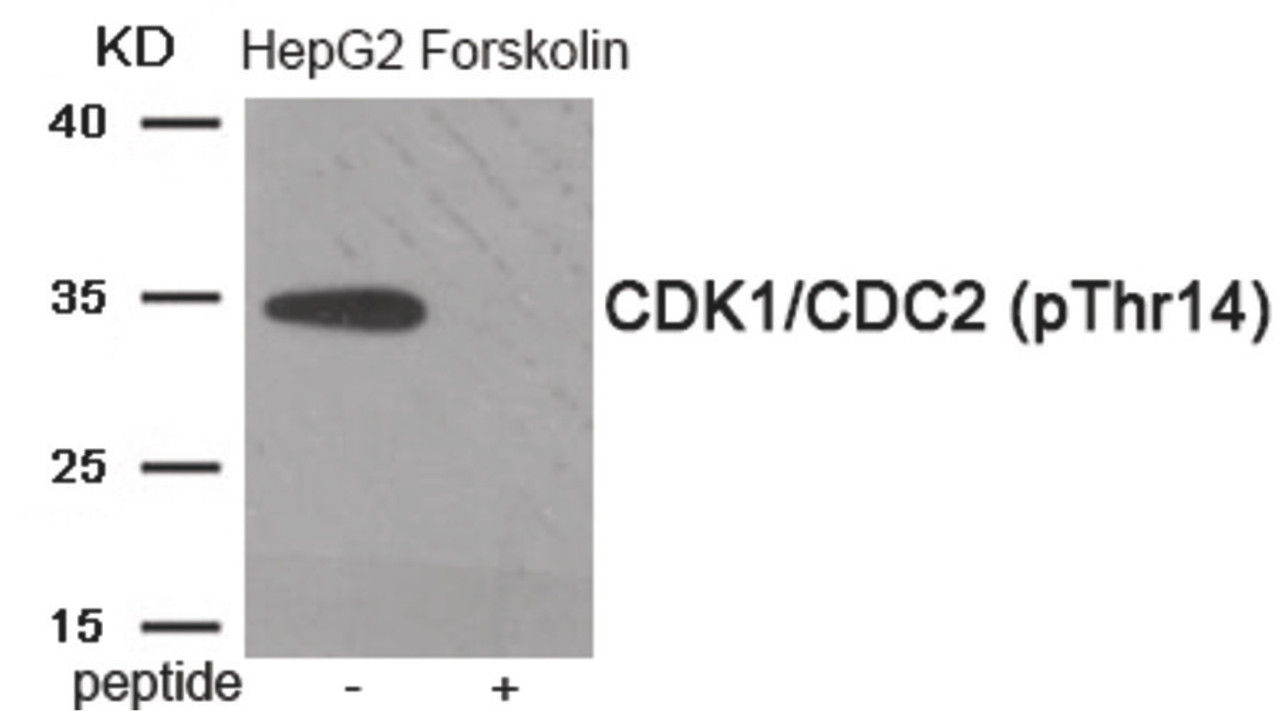 Western blot analysis of extracts from HepG2 cells treated with Forskolin using Phospho-CDK1/CDC2 (Thr14) Antibody. The lane on the right is treated with the antigen-specific peptide.