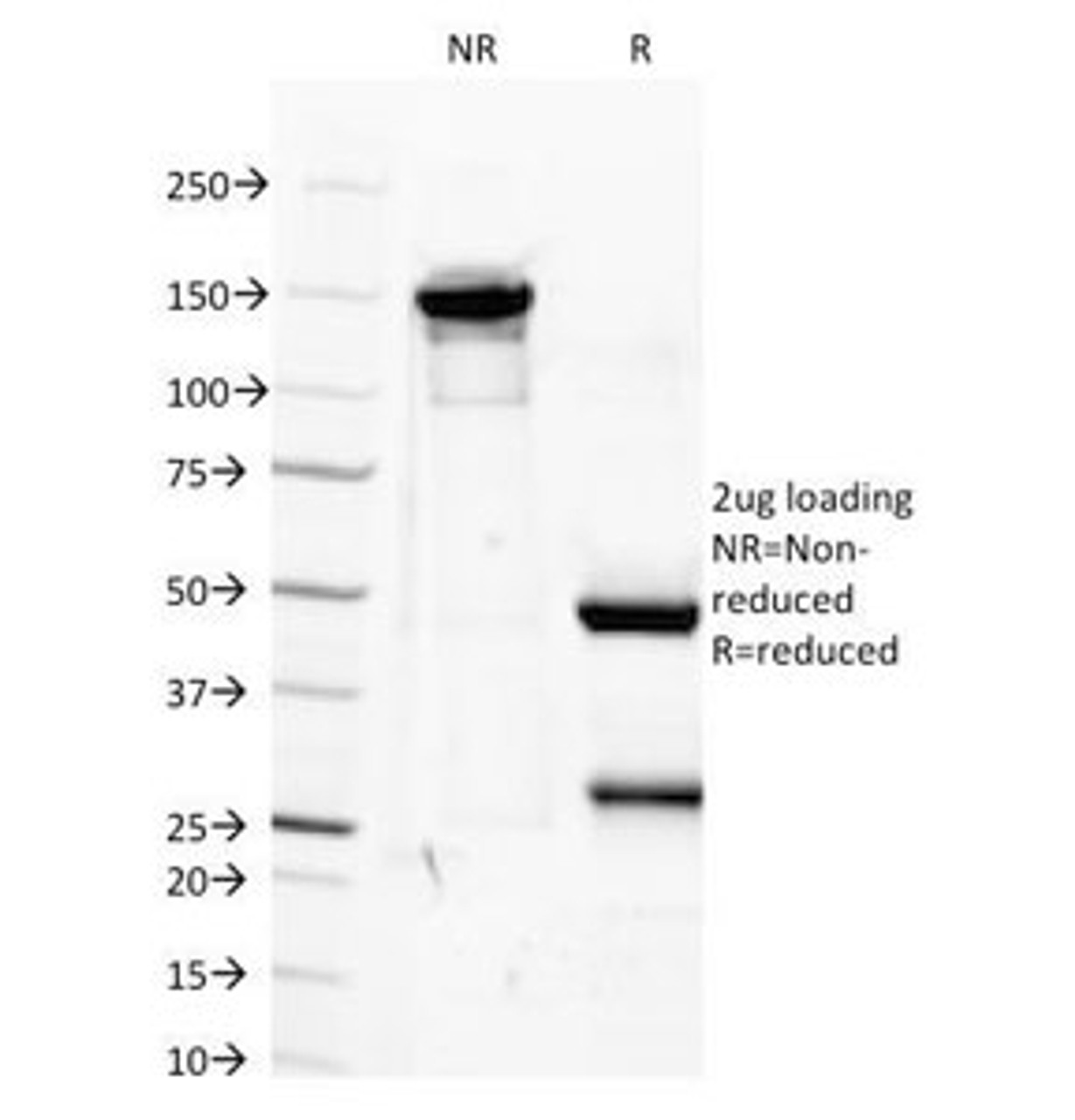 SDS-PAGE Analysis of Purified, BSA-Free IGF1 Antibody (clone M23) . Confirmation of Integrity and Purity of the Antibody.