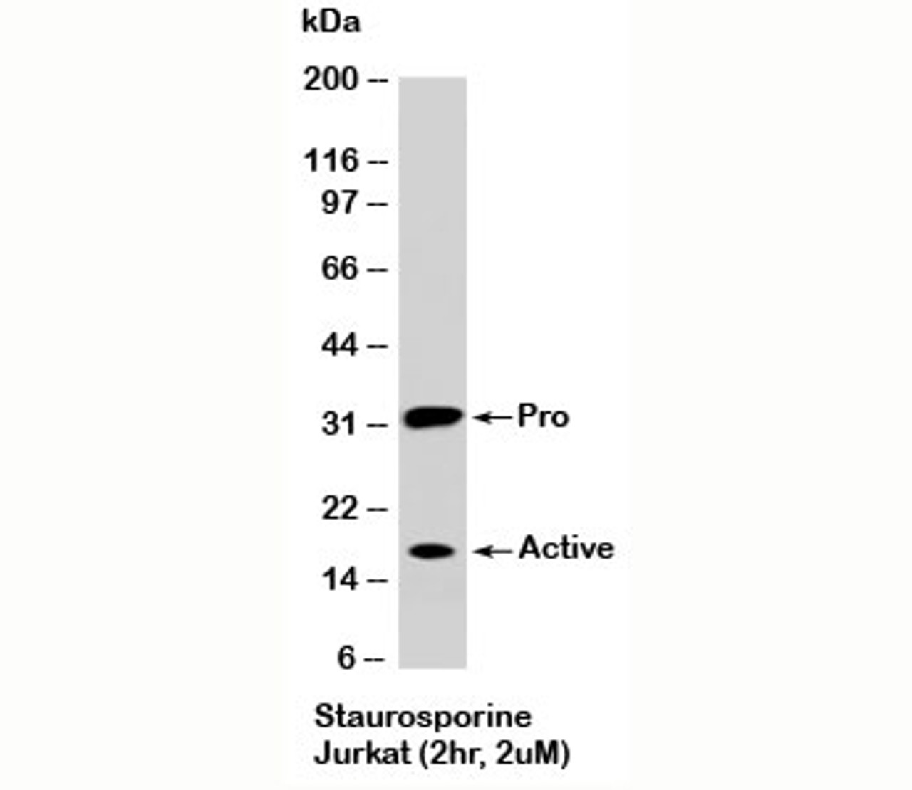 Western blot testing of staurosporine-treated Jurkat cells (2 hr, 2 uM) with Caspase-3 antibody at 2ug/ml. The pro form is seen at ~32kD and active caspase-3 seen at ~17kD and ~12kD.