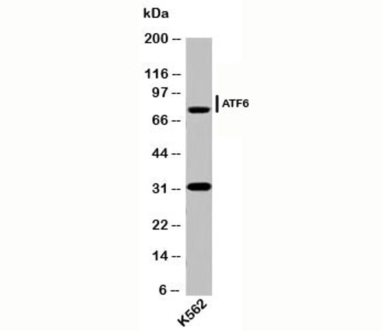 Western blot testing of human samples with ATF6 antibody (AF6229) at 2ug/ml.