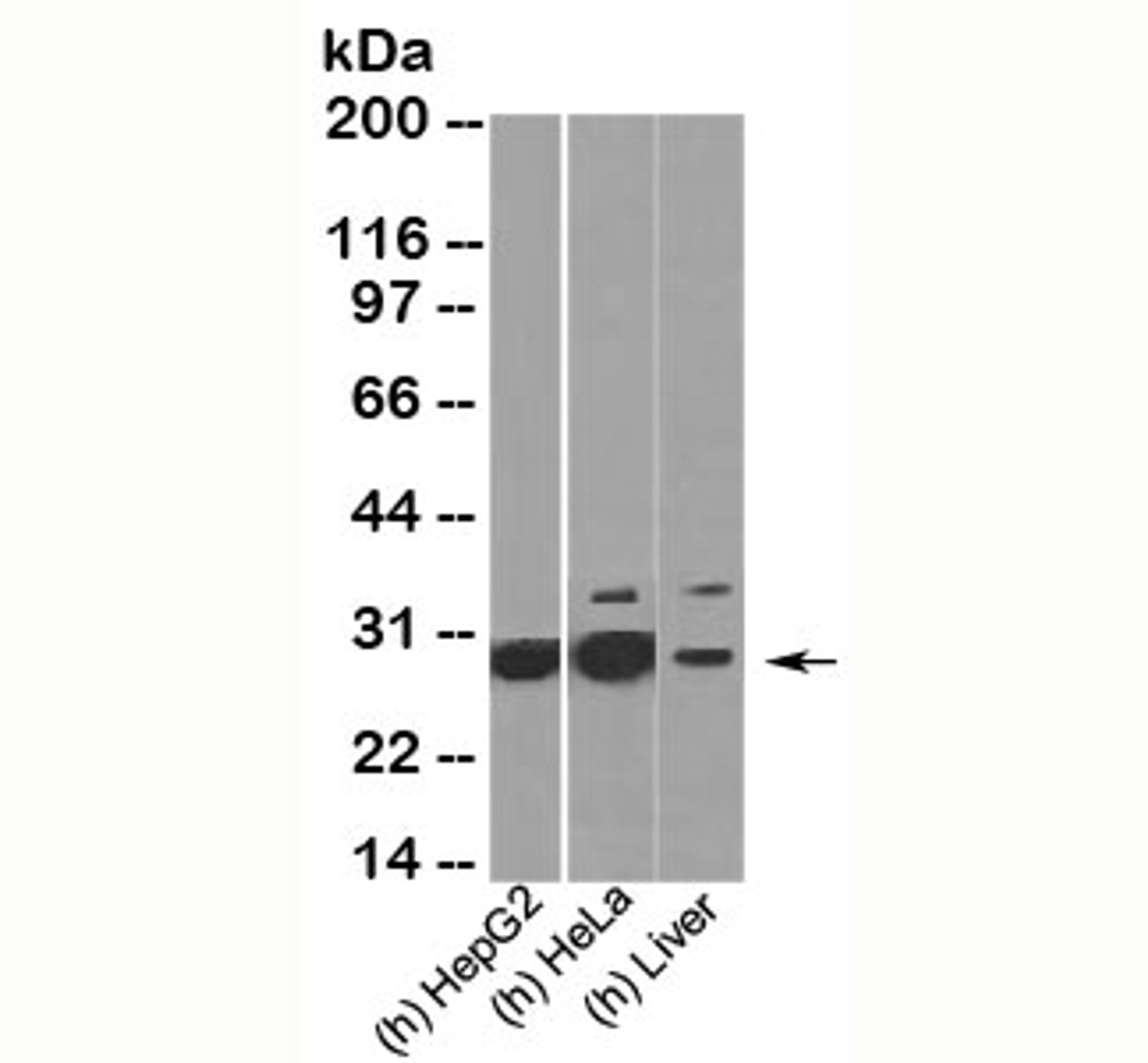 Western blot testing of human samples with HMGB1 antibody HMG314 at 2ug/ml.