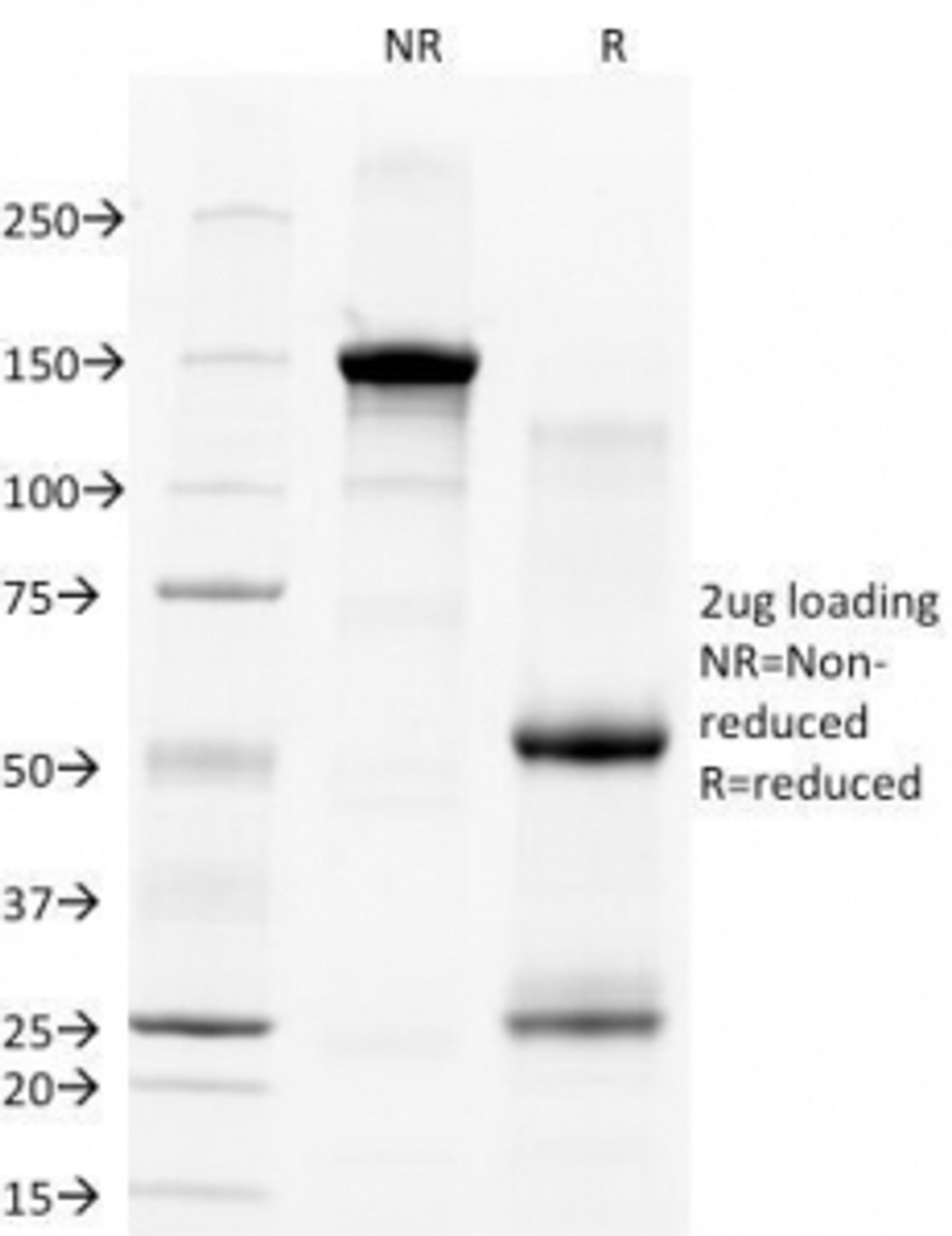 SDS-PAGE Analysis of Purified, BSA-Free CD28 Antibody (clone C28/77) . Confirmation of Integrity and Purity of the Antibody.