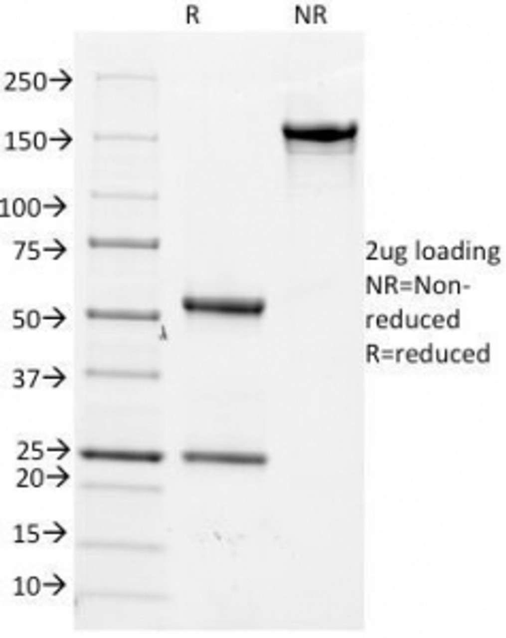 SDS-PAGE Analysis of Purified, BSA-Free Cdc20 Antibody (clone AR12) . Confirmation of Integrity and Purity of the Antibody.