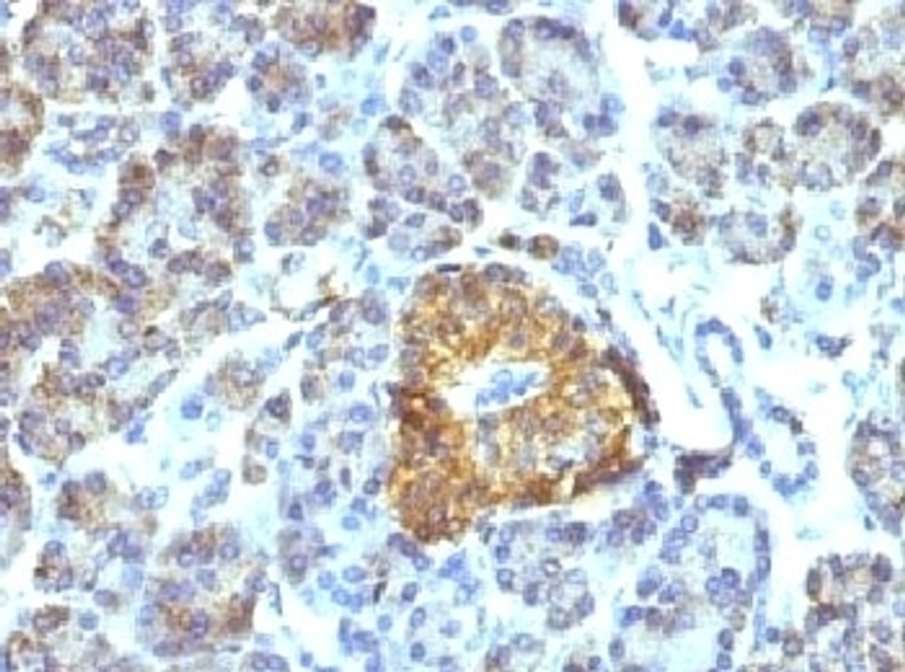 IHC testing of FFPE pancreas tissue with HSP60 antibody