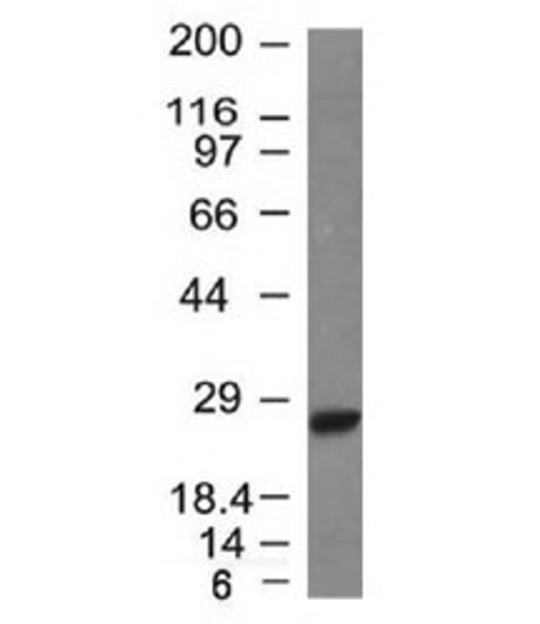 Western blot testing of Raji lysate with Kappa light chain antibody