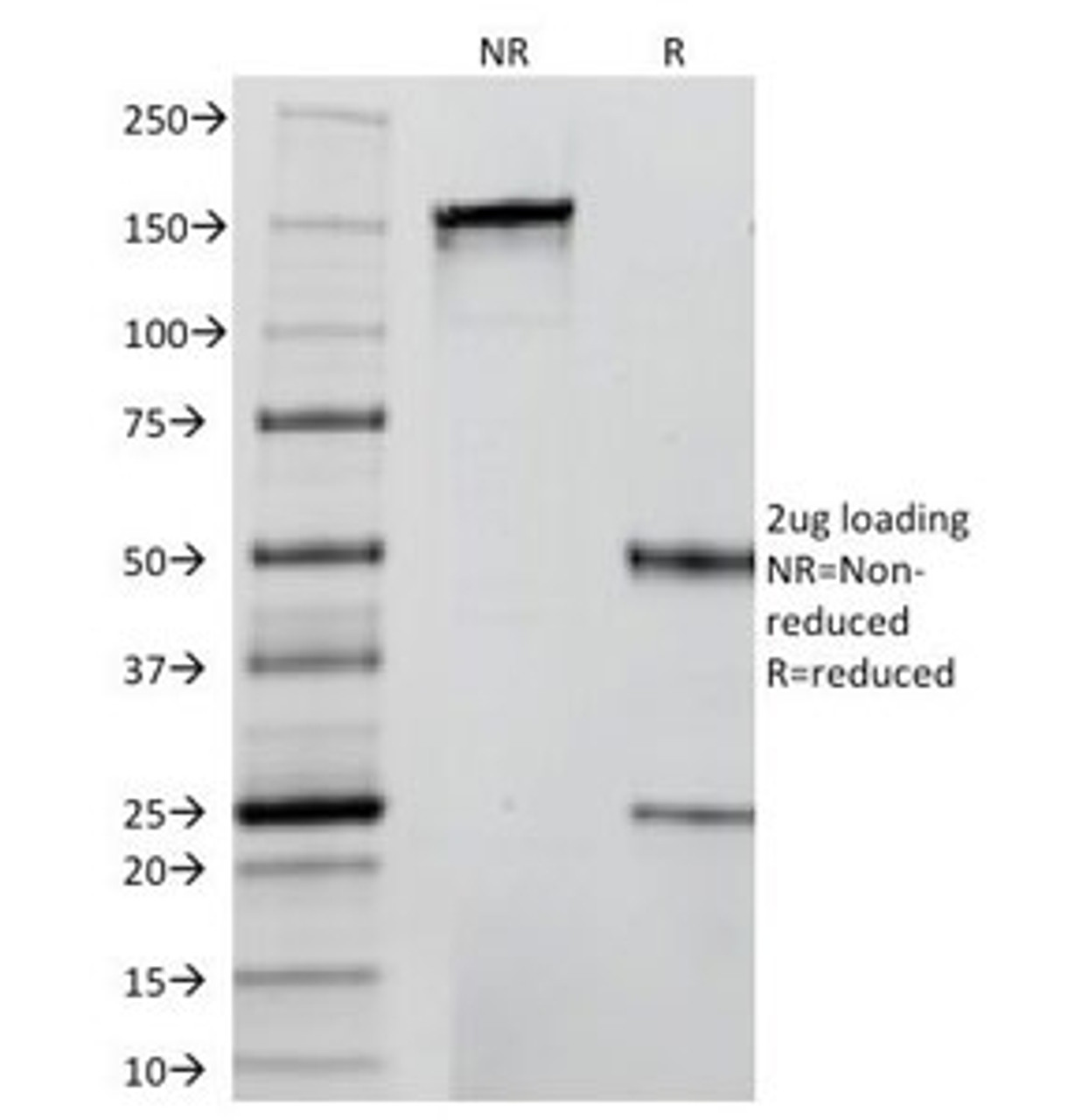 SDS-PAGE Analysis of Purified, BSA-Free Insulin Antibody (clone 2D11-H5 or INS05) . Confirmation of Integrity and Purity of the Antibody.