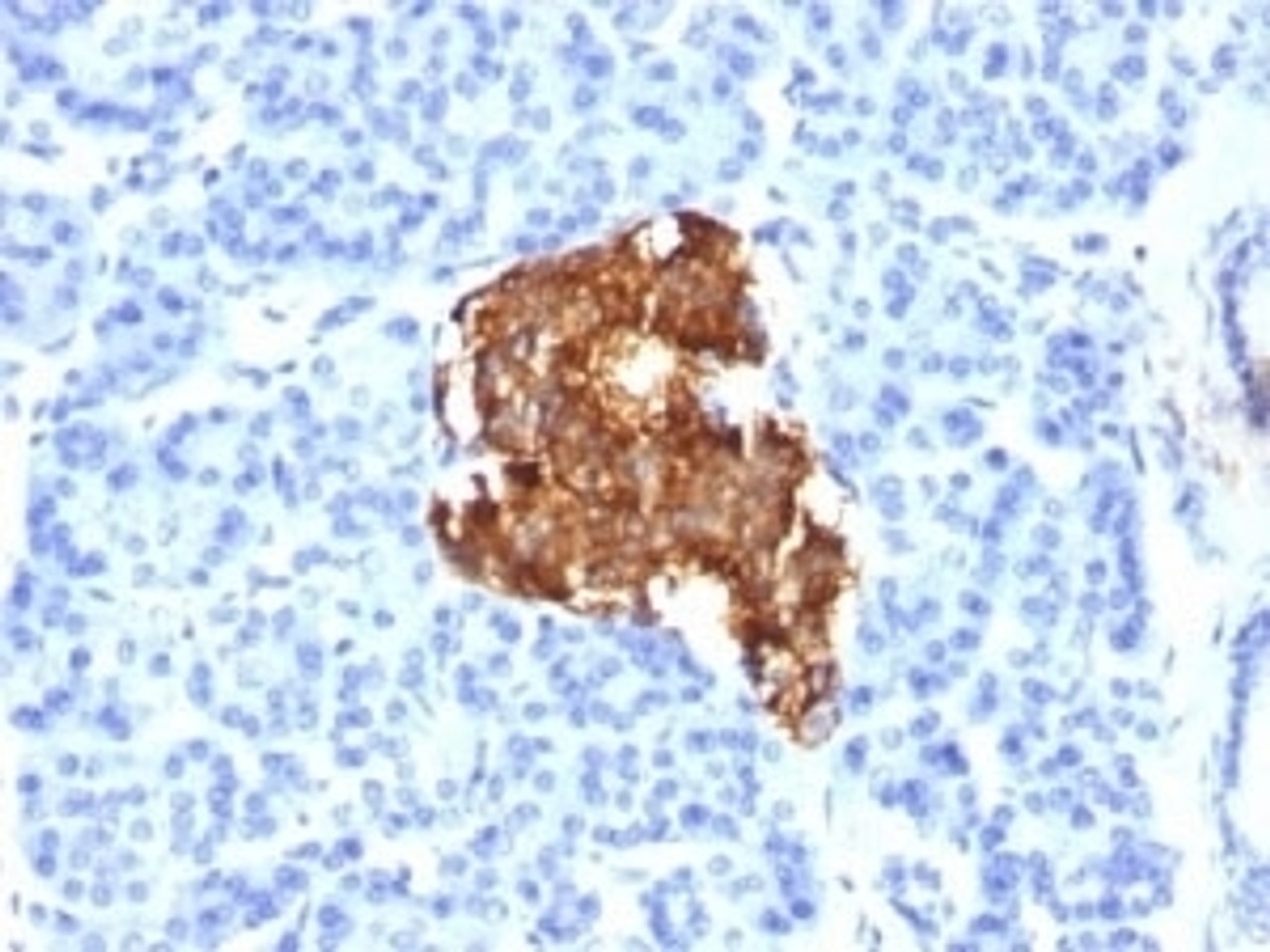 IHC testing of human pancreas stained with Insulin antibody (E2-E3) .