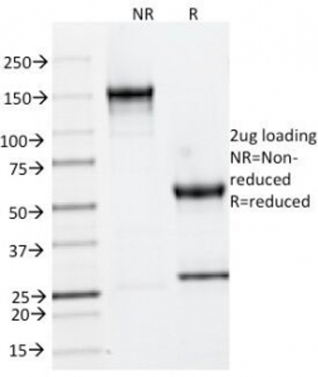 SDS-PAGE Analysis of Purified, BSA-Free Cytokeratin 6 Antibody (clone LHK6) . Confirmation of Integrity and Purity of the Antibody.