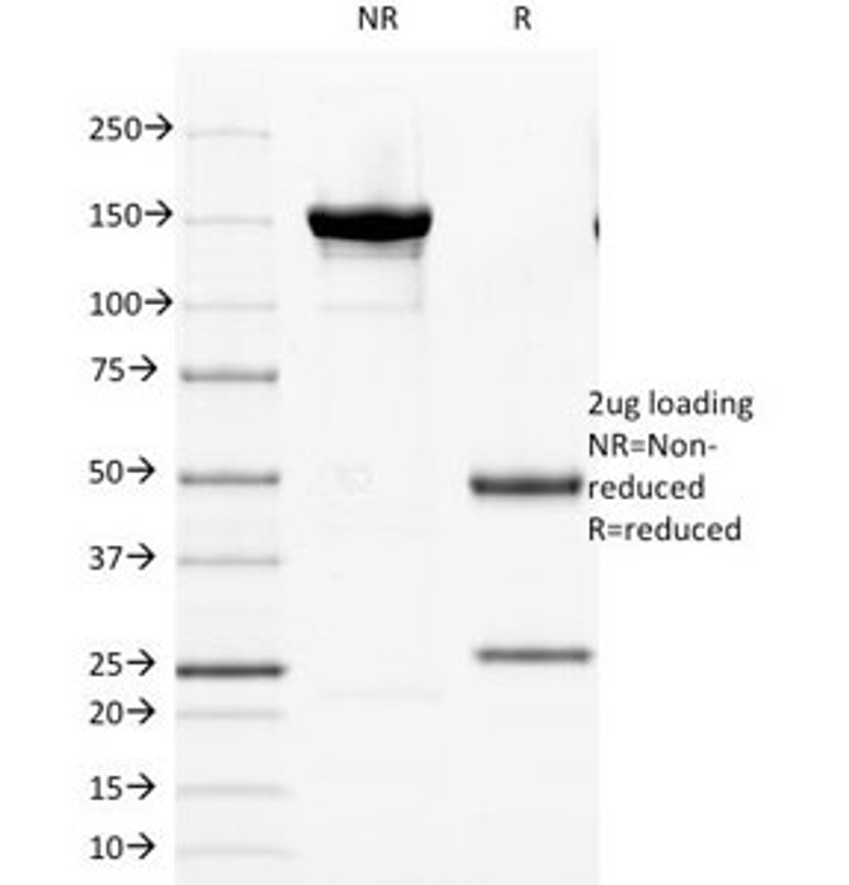 SDS-PAGE Analysis of Purified, BSA-Free Cytokeratin 8 Antibody (clone TS1) . Confirmation of Integrity and Purity of the Antibody.