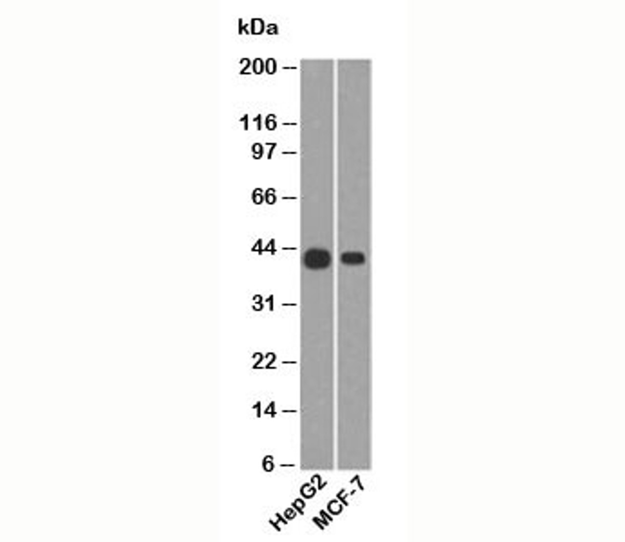 Western blot testing of human samples using of Cytokeratin 19 antibody (A53-B/A2.26) .